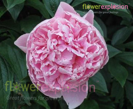 Sarah Bernhard Light Pink Peony