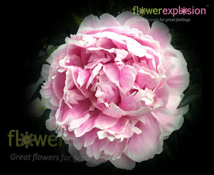 Sarah Bernhard Light Pink Peony