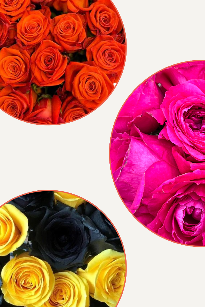 Mauve Tinted Rose