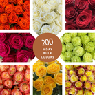 Patience Beige English Rose | David Austin (TM)