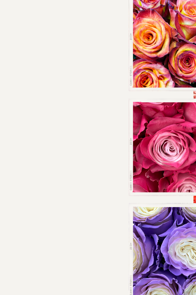 Mauve Tinted Rose