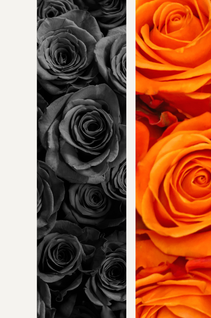Mauve Tinted Rose