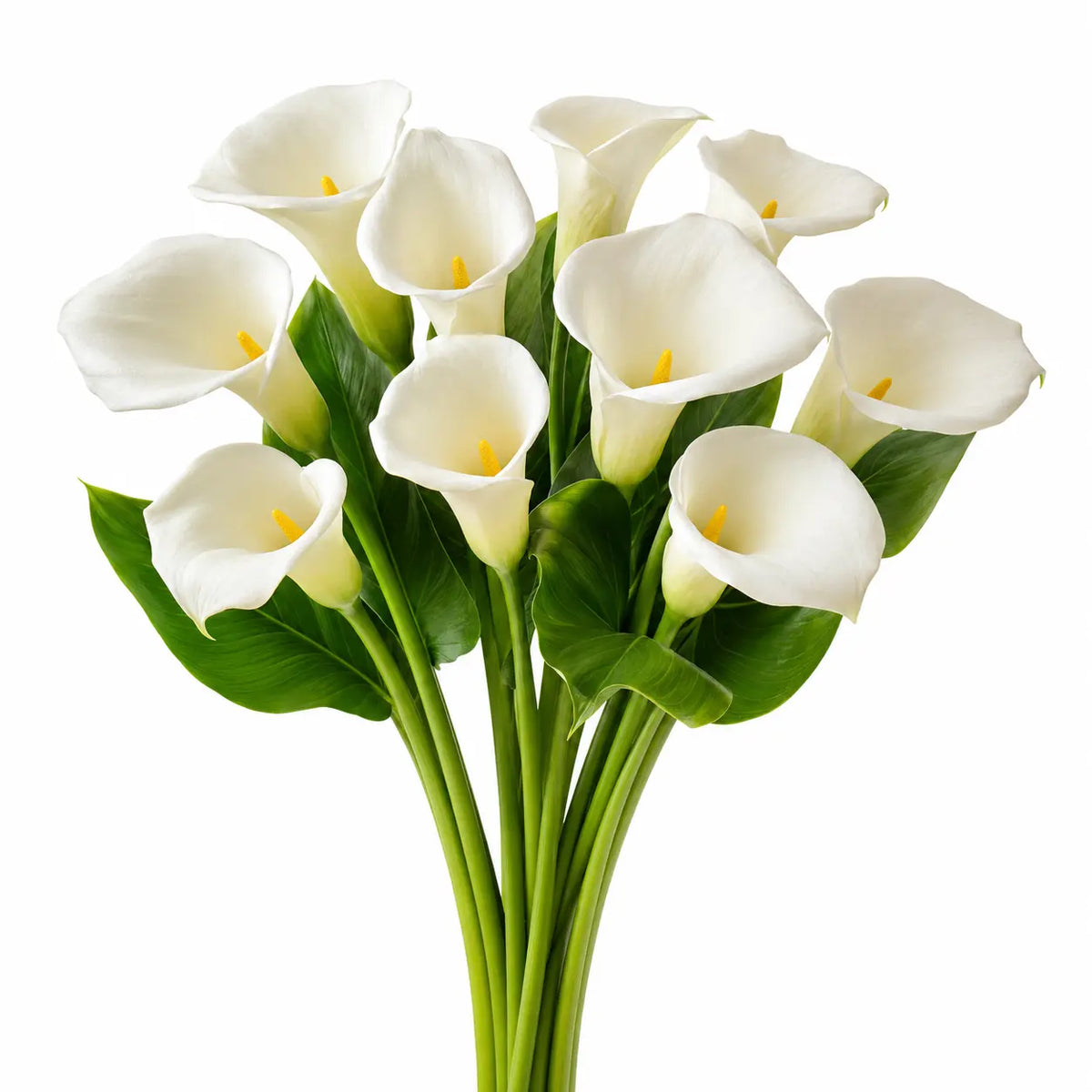 White Calla Lilies