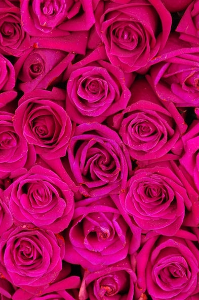 100 Hot Pink Roses