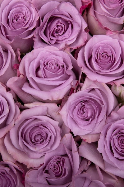 100 Lavender Roses