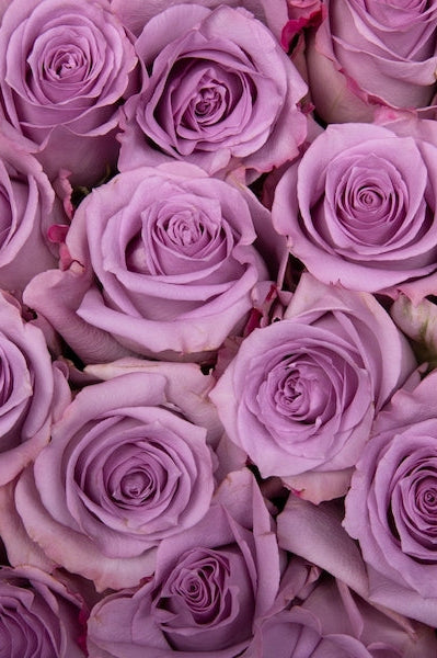 100 Lavender Roses