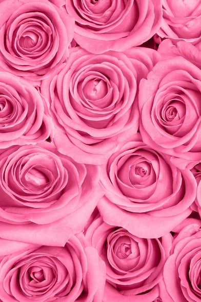 100 Pink Roses