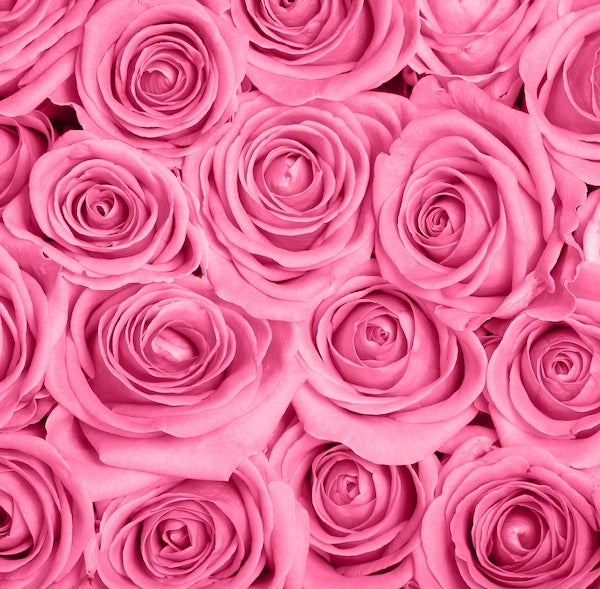 100 Pink Roses