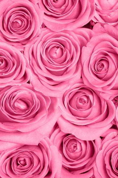 100 Pink Roses