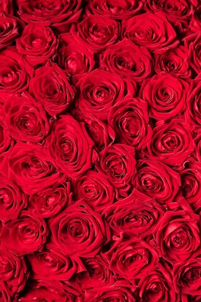 100 Red Roses