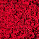 100 Red Roses