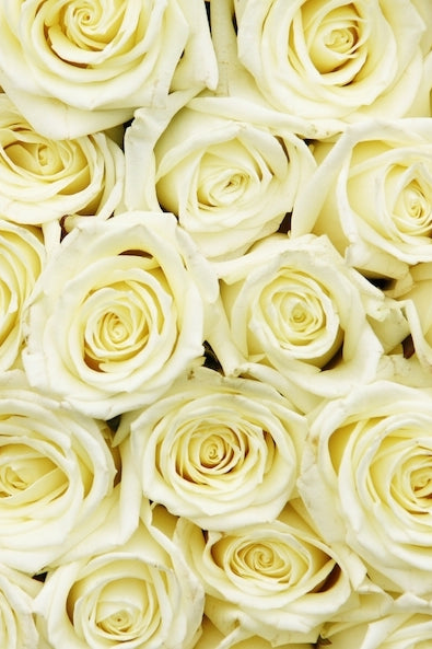 100 White Roses