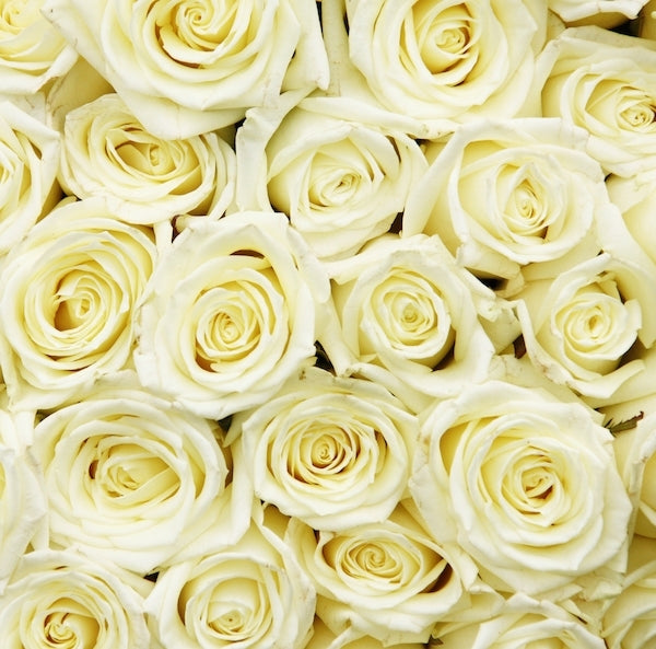 100 White Roses