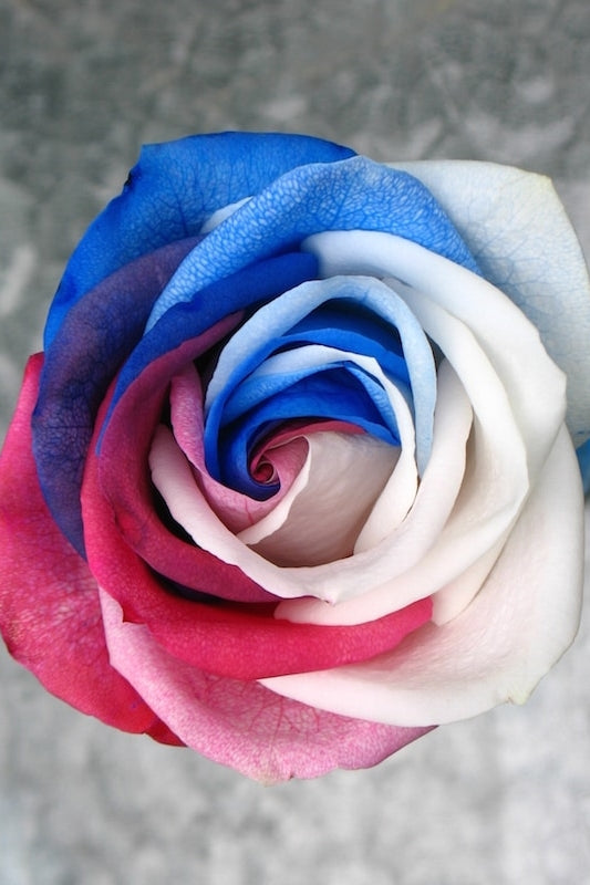 4th of July Rose
