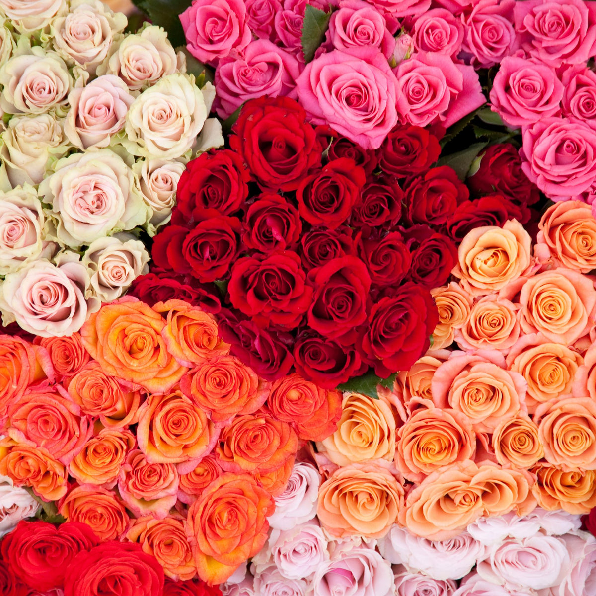 Valentines Build Your Rose Boxes (400 stems) - Floral Professionals