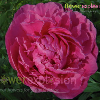 Alexander Fleming Hot Pink Peony