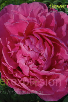Alexander Fleming Hot Pink Peony