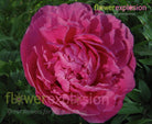 Alexander Fleming Hot Pink Peony