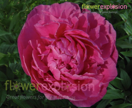 Alexander Fleming Hot Pink Peony