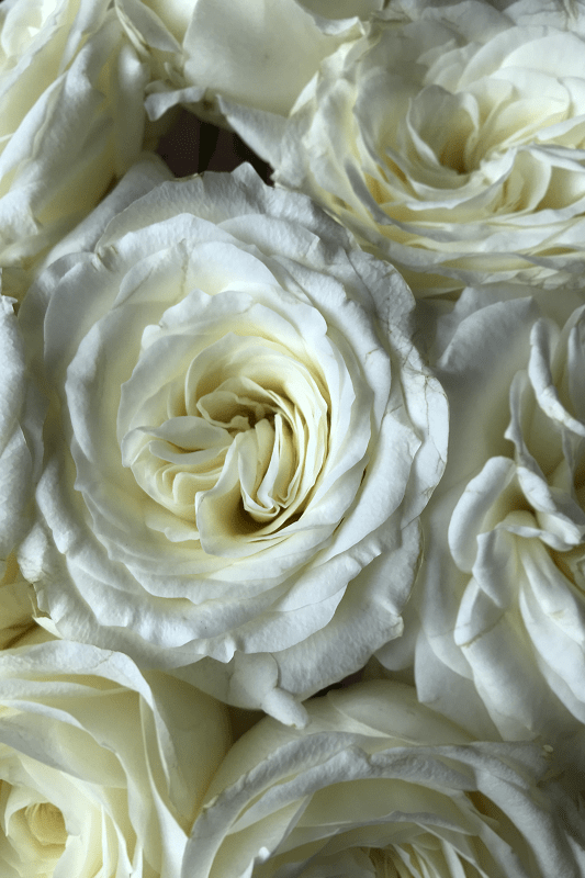 alabaster wedding rose