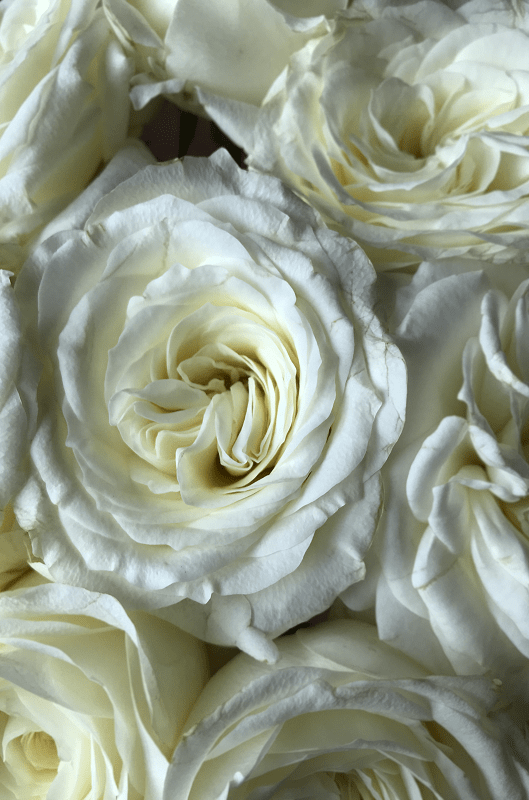 alabaster wedding rose