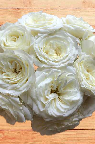 white garden roses alabaster