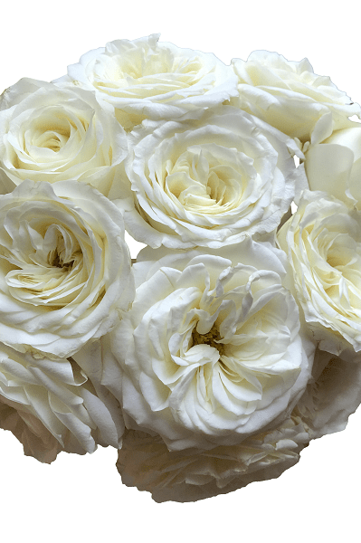 alabaster garden roses