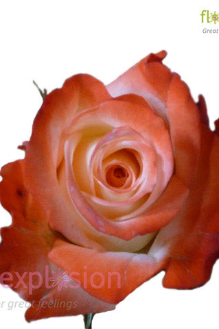 Alex Orange & Cream Rose