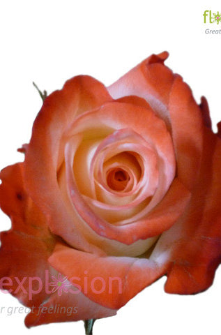 Alex Orange & Cream Rose