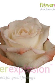 Alex Orange & Cream Rose