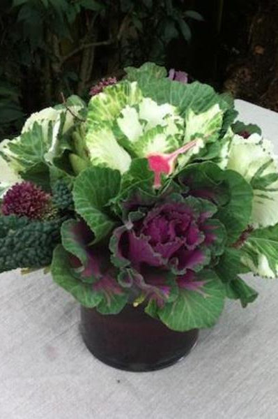 Kale - Cabbage Ornamental Purple