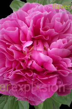 Hot Pink Peonies January February