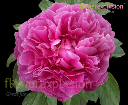 Hot Pink Peonies January February