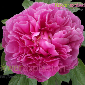 Hot Pink Peonies July to September