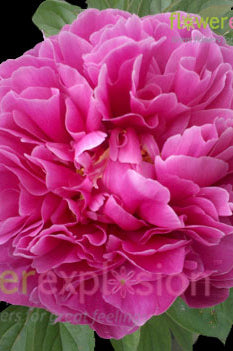 Alexander Fleming Hot Pink Peony