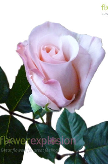 Alicia Light Pink Rose