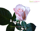 Alicia Light Pink Rose