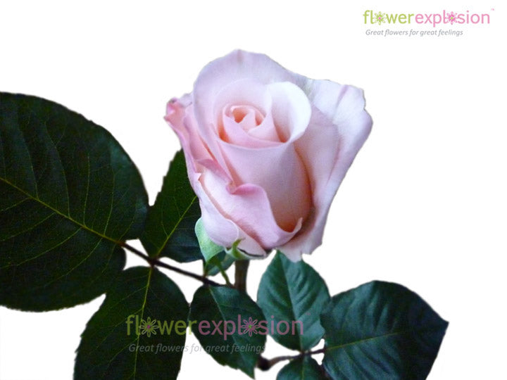 Alicia Light Pink Rose