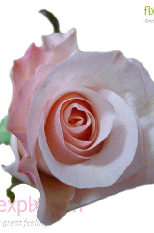 Alicia Light Pink Rose