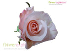 Alicia Light Pink Rose
