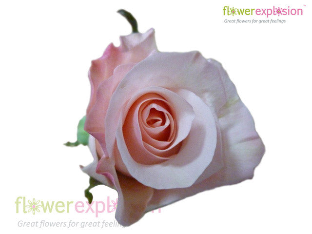 Alicia Light Pink Rose