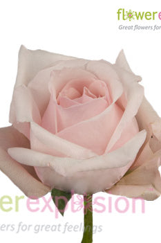 Alicia Light Pink Rose