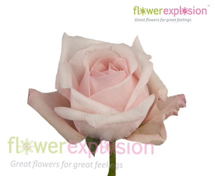 Alicia Light Pink Rose