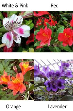Alstroemerias Available