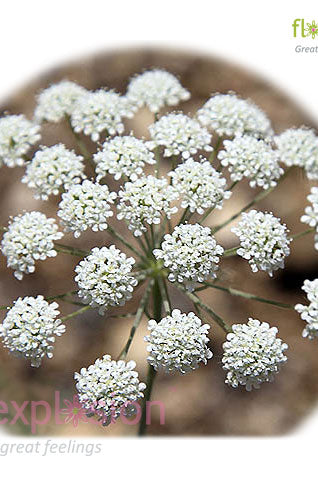 Ammi Majus White Filler