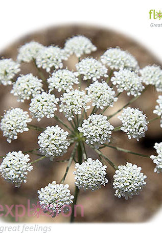 Ammi Majus White Filler