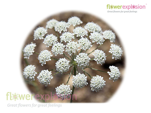 Ammi Majus White Filler
