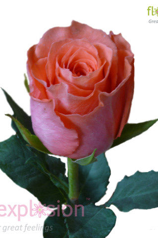Amsterdam Rose