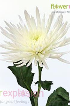 White Anastasia Spider