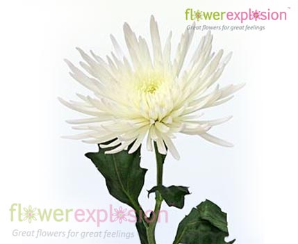 White Anastasia Spider